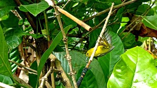 Burung sirpu akan cepat kenak jika mikat menggunakan cara ini