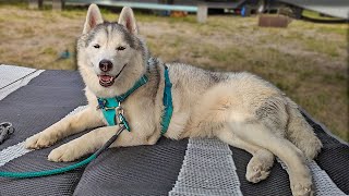 This Dog is a Happy Camper!