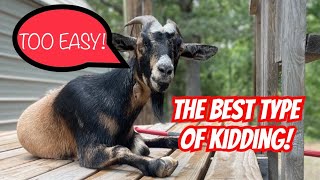 Oreo’s PERFECT First Kidding!♥️ [Goat Giving Birth]
