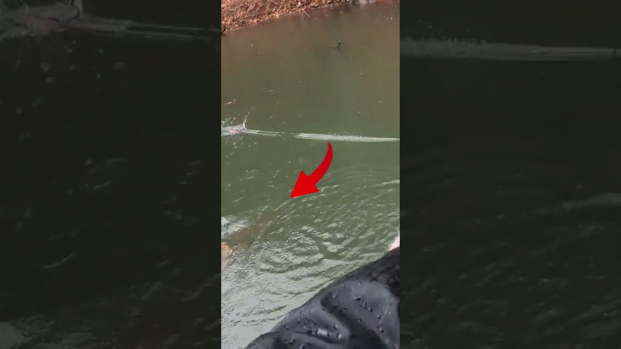 РЕЧНОЙ МОНСТР! 