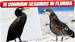 15 Common Seabirds in Florida (with Pictures)