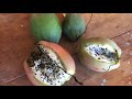 Плоды Кактуса// Пробуем......#vlog#paraguay
