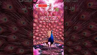 حضرت علیؓ کا عدل —#hadees #hidayah #prophetmuhammad #islamicshorts