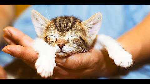 Watch the video about Baby Cats😻 Cute and Funny Baby Cat Videos Compilation 😻 ≧◡≦