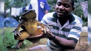 Animales Anormalmente Grandes Que Te Darán Escalofríos!