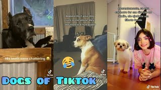 Apparently if ur dog runs to the sound they would help a puppy || Cute Dogs of Tiktok 😍