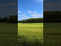 Wind Sounds – Calm Meadow Ambience for Sleep &amp; Relaxation