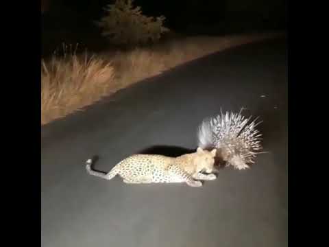 Дикобраз против леопарда