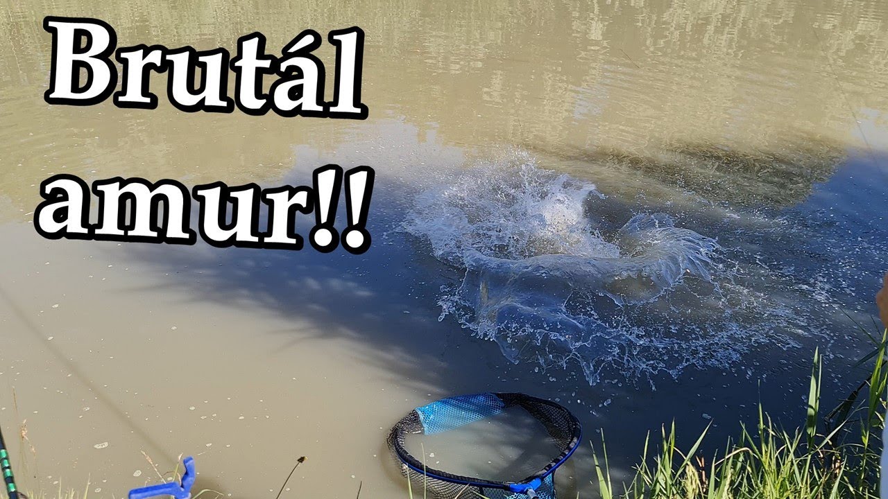 Rapid csatorna horgászat - Hatalmas amur szűz helyről