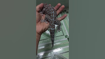 Tắc kè béo phì , nơi bán tắc kè cảnh đẹp và rẻ , 0913398911