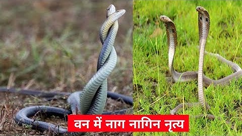 Snake Dance at Forest | India