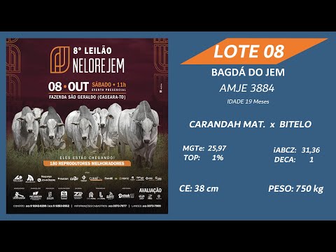 LOTE 08