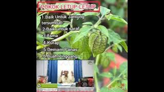 Khasiat pokok letup-letup