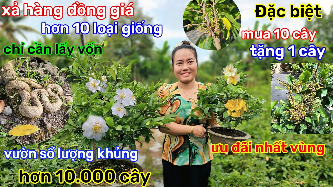 🌲12/12☎️vườn mai Chị Tiên☎️lô này nụ quá trời🌲già mùa🌲tàn tròn vo🌲10 cây tặng 1🌲chỉ vài chục 