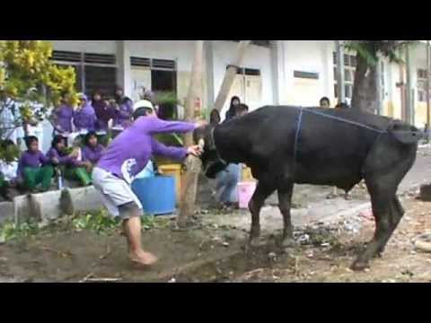 Sapi kurban spenzholick 2011.flv - YouTube