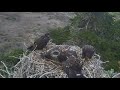 06-11-18 Sauces Canyon eagles; warning, live fox kit brought to nest.