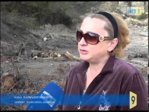 ხეების მასობრივი განადგურება