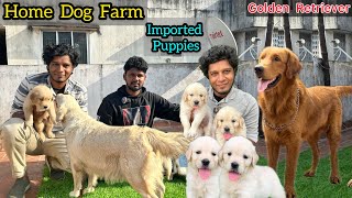 Home Dog Farm | Golden Retriever Puppy's | Imported Dogs | Cute Dog Breeds | Dog lovers