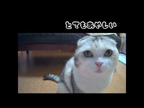 ペットカメラ初心者の猫の様子　#shorts #cat #三毛猫 #猫のいる暮らし #猫のいる生活 #スコティッシュフォールド #猫 #ペットカメラ