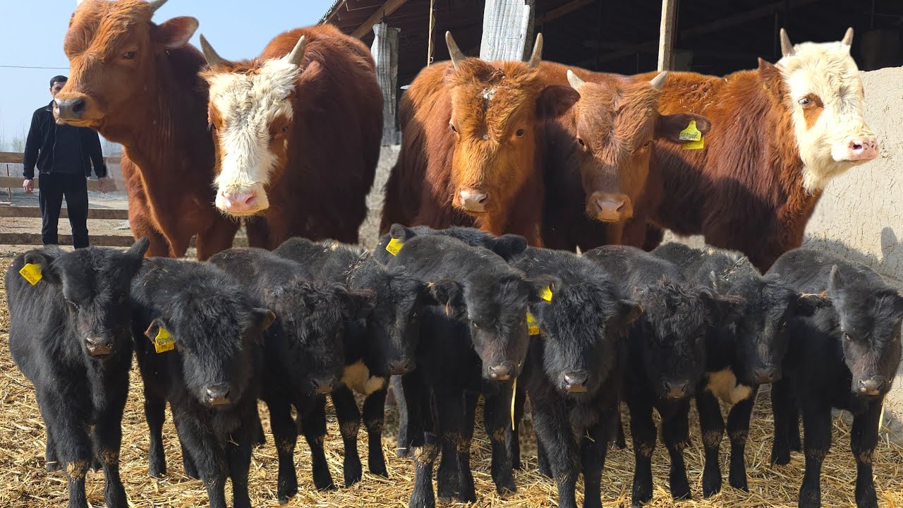 17 Millondan ANGUS KALMIK va Rossiya Nasildor Buqalari 1-mart, 2026