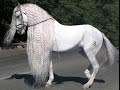 Amazing Horse - Andalusian Horse