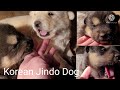 아가들 눈뜨고 인물들이 흐드드?합니다.키워보고 싶지않으세요??Korean Jindo Dog.