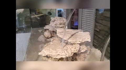 Reef LX 230.5 journey the cycle is on