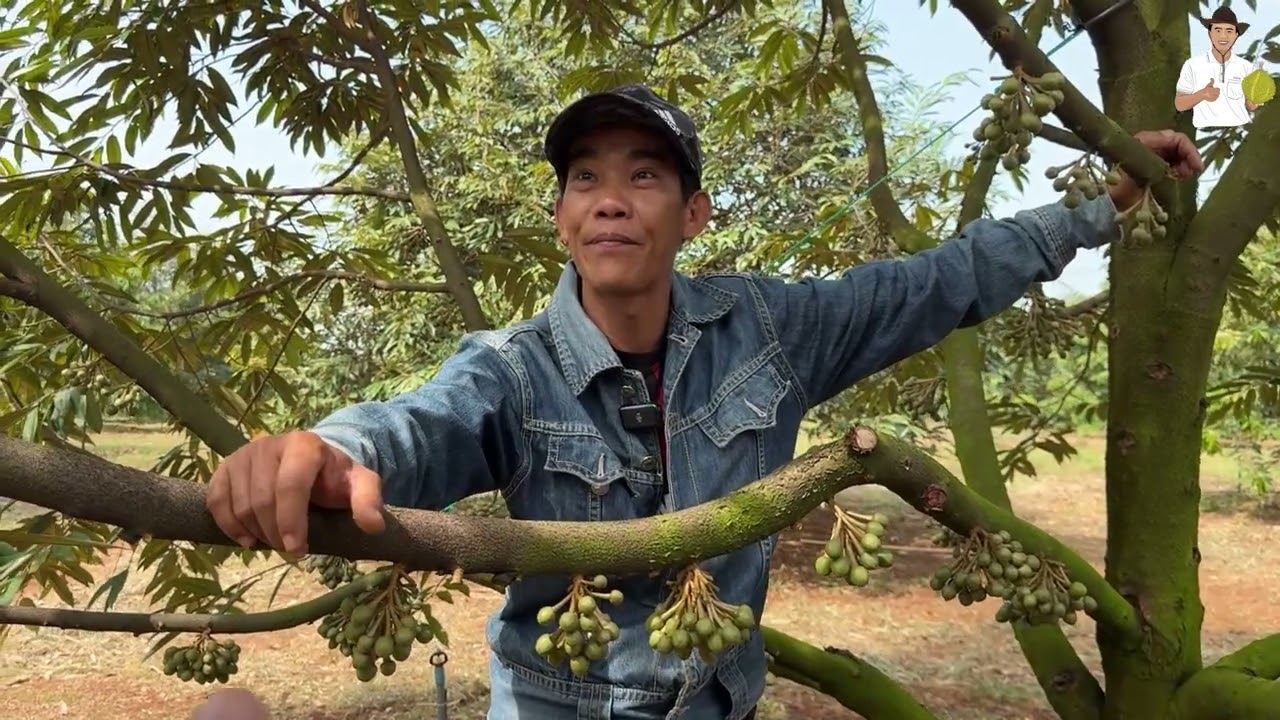 Làm Bông Musang King Trong Điều Kiện Thời Tiết Bất Lợi & Cách Xử lí Vụ Mùa 2025