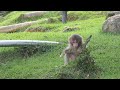 やばすぎる！ニホンザルの赤ちゃんがかわいすぎる件