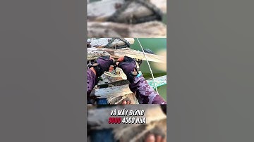 Câu Cá Dìa Bông Bằng Lưỡi Rường + Mồi Rong Xanh  - Tập 7 #seafishing #fishing #youtubeshorts #shorts