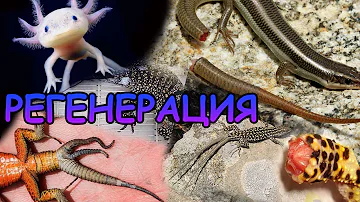 РЕГЕНЕРАЦИЯ.  ОТРАСТЕТ ЛИ ХВОСТ У ЭУБЛЕФАРА? ХАМЕЛЕОНА?
