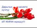 Ит мурундун дарылык касиети!!! Ден соолугунузга кам корунуз!!!