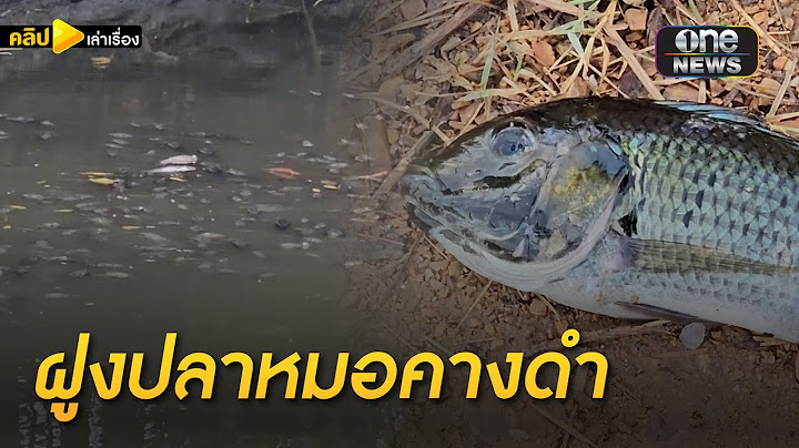 ยั้วเยี้ย! ปลาหมอคางดำยึดลำธารปากพนัง | คลิปเล่าเรื่อง | สำนักข่าววันนิวส์