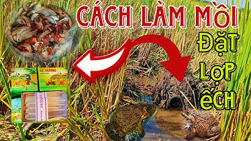Chia Sẻ Mồi Đặt Lợp Ếch Đơn Giản Hiệu Quả|| Học vlog cuộc sống đồng quê
