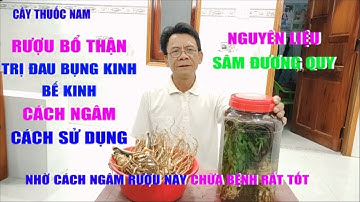 Cách Ngâm Rượu Sâm Đương Quy | Sâm Đương Quy Chữa Bệnh Gì | Cây Thuốc Nam