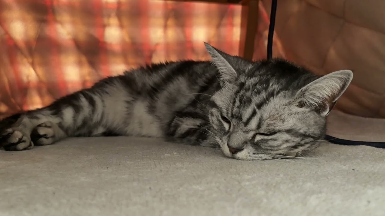 【猫ルーティン】午前中のクレアは大体コタツの中に居るのです