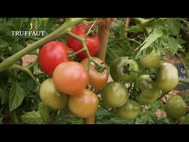 Comment récolter ses graines de tomates [TUTO] ? 