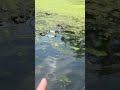 Slop Fishing