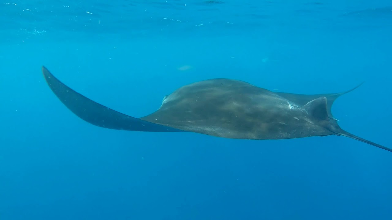 giant manta ray plush