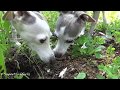 Italian Greyhounds Wood Gathering Adventure