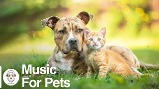 24 hours of deeply relaxing music for cats and dogs ! Music helps your dog and cat relax! by For Your Pets 304 views 10 days ago 24 hours