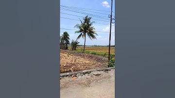 Beginilah pemandangan sawah yang luas habis panen #shorts #viral #trending