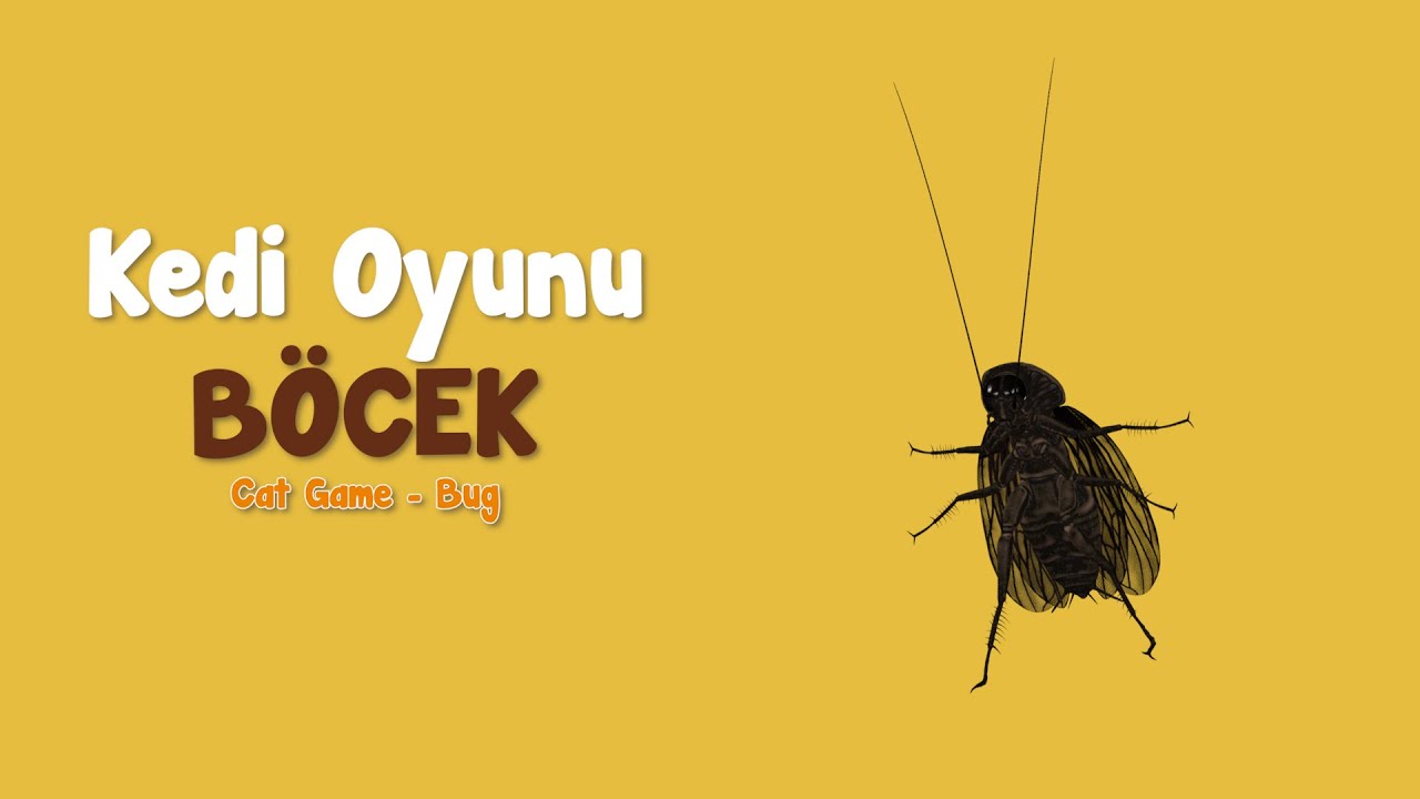 Kedi Oyunu Fare Yakalama Kedilerin Izlemesi Icin Eglenceli Fare Yakalama Videosu Youtube Kedi Oyunu Fare Yakalama Kedilerin Izlemesi Icin Eglenceli Fare Yakalama Videosu Youtube