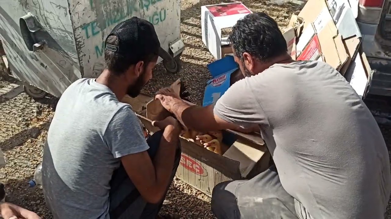 YAYLAK PAZARI 15.06.2024 GEZMEYE GİTTİK, 10 ADET HİNDİ ALDIK.