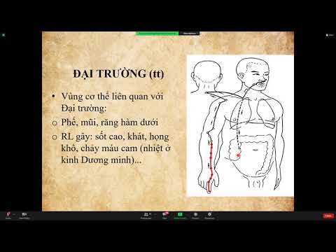 Tạng Phủ Là Gì - Bệnh học tạng phủ.  2 tiếng. Lý luận y học cổ truyền. Nguyễn Tú Như