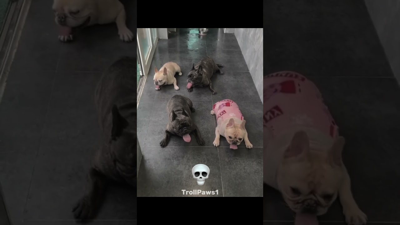 Animal Synchronization 🗿