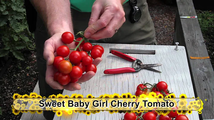 End of Season Tomato Update: Part 1 (Grape and Cherry Tomatoes) - DayDayNews