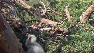 Kaljukotkas Golden Eagle~Helju is feeding her eaglet~11:50 am 2024/05/06