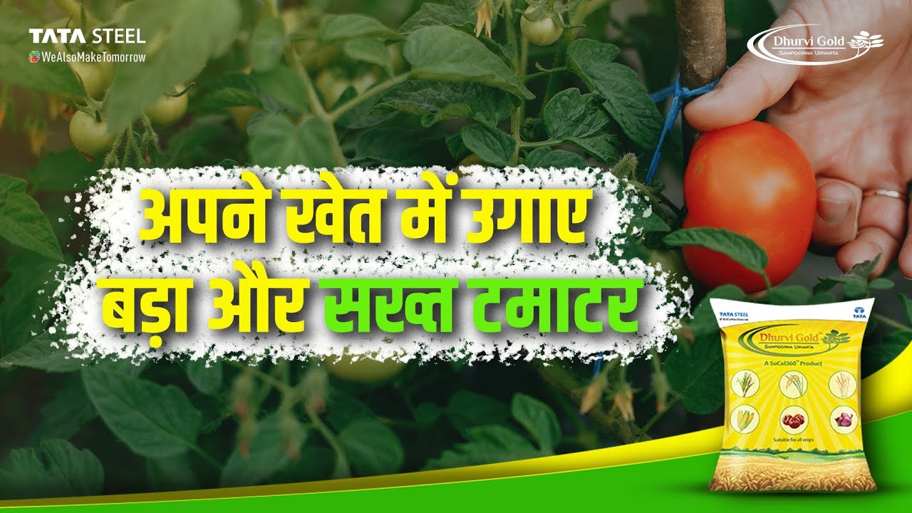 अपने खेत में उगाए बड़ा और सख्त टमाटर Tata Steel ka Dhurvi Gold