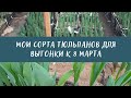 Сорта тюльпанов для выгонки в моей теплице// Рост тюльпанов с 06.02 по 16.02.2022